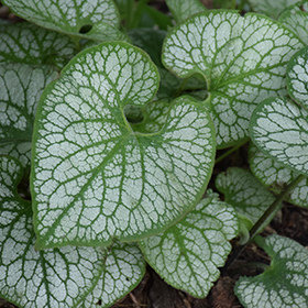 Jack Frost Bugloss #1 gallon pot