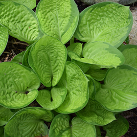 Rainforest Sunrise Hosta #1 gallon pot