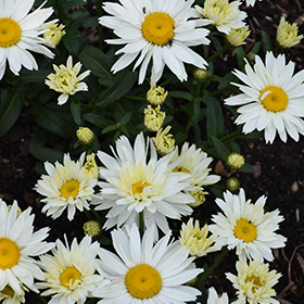 Cream Puff Shasta Daisy 4.25"/quart pot