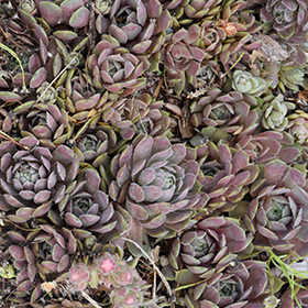 Pacific Blue Ice Hens And Chicks 4.25"/quart pot
