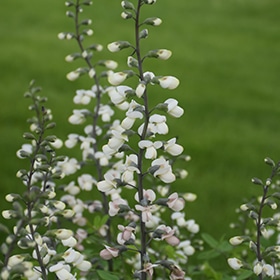Ivory Towers False Indigo #2 gallon pot