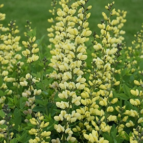 Decadence Lemon Meringue False Indigo #2 gallon pot - Proven Winners