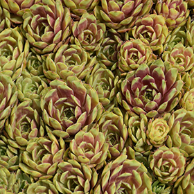 Ruby Heart Hens And Chicks 4.25"/quart pot