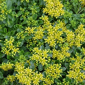 Little Miss Sunshine Stonecrop #1.5 gallon pot