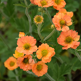 Totally Tangerine Avens #2 gallon pot