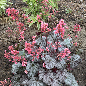 Timeless Treasure Coral Bells #1 gallon pot