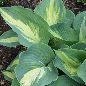 Shadowland Hudson Bay Hosta #1.5 gallon pot - Proven Winners