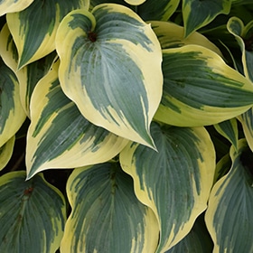 First Frost Hosta #1 gallon pot