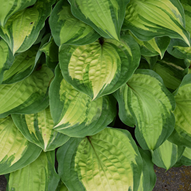 Island Breeze Hosta #1 gallon pot