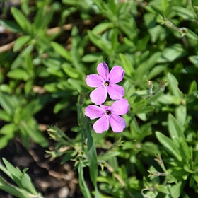 Pink Minuet Garden Phlox #1 gallon pot
