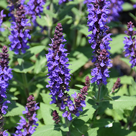 Violet Profusion Meadow Sage #1.5 gallon pot
