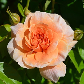 At Last Rose #3 gallon pot - Proven Winners