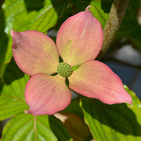 Rosy Teacups Flowering Dogwood #15 gallon pot