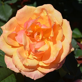 About Face Rose #3 gallon pot