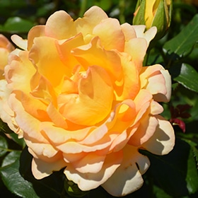 Gold Struck Rose #3 gallon pot