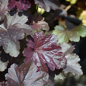 Obsidian Coral Bells #1 gallon pot