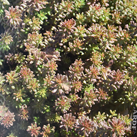 Coral Carpet Stonecrop 4.25"/quart pot