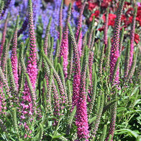 Red Fox Speedwell #1 gallon pot