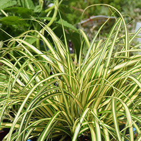 Gold Strike Japanese Sedge #1 gallon pot