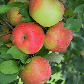 Honeycrisp Apple #7 gallon pot - Hollybrook Farms