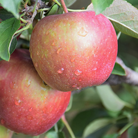 Red Delicious Apple #7 gallon pot - Hollybrook Farms