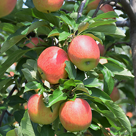 Royal Gala Apple #7 gallon pot - Hollybrook Farms