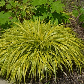Golden Variegated Hakone Grass #1 gallon pot