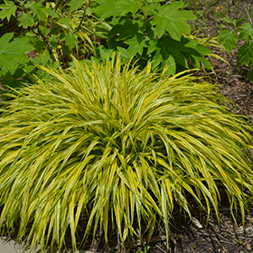 Golden Variegated Hakone Grass #1 gallon pot