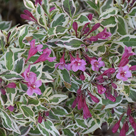 My Monet Weigela #2 gallon pot - Proven Winners