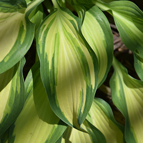 Moon Struck Hosta 3.25"/pint pot