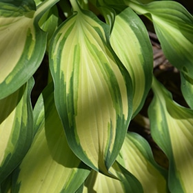 Moon Struck Hosta #2 gallon pot