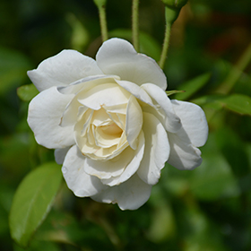 Iceberg Rose #7 gallon pot
