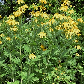 Herbstsonne Coneflower #2 gallon pot
