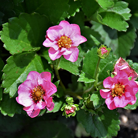 Berried Treasure Pink Strawberry 4.25"/Grande pot - Proven Winners