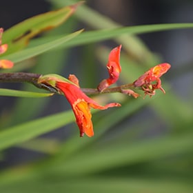 Orange Pekoe Crocosmia #1 gallon pot