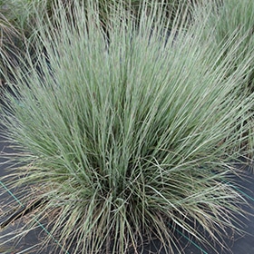 Jazz Little Bluestem #2 gallon pot