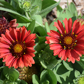 Barbican Red Blanket Flower #1 gallon pot
