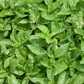 Dolce Fresca Basil 4.25"/Grande pot - Proven Winners
