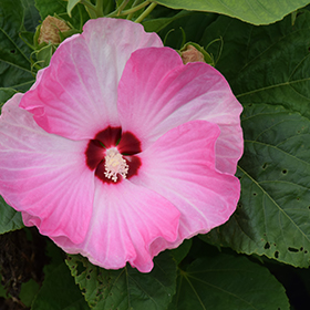 Luna Pink Swirl Hibiscus #2 gallon pot