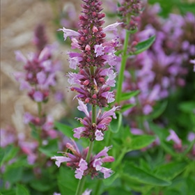 Poquito Lavender Hyssop #1 gallon pot