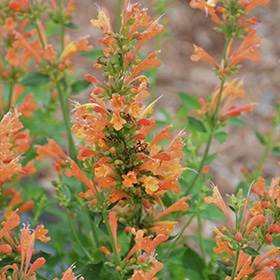 Poquito Orange Hyssop #1 gallon pot