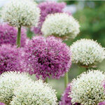 Allium