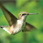 Hummingbird