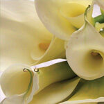 Calla Lilies