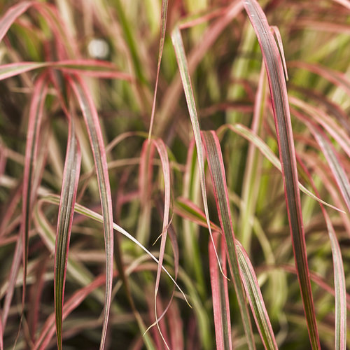 Proven Winners Graceful Grasses Fireworks Variegated Red Fountain Grass