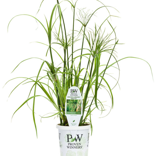 Proven Winners Graceful Grasses King Tut Egyptian Papyrus