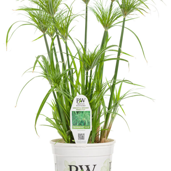 Proven Winners Graceful Grasses Prince Tut Dwarf Egyptian Papyrus