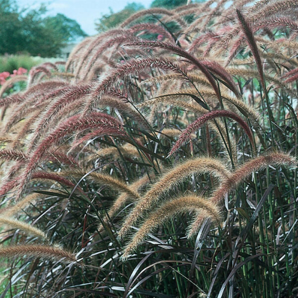 Proven Winners Graceful Grasses Purple Fountain Grass