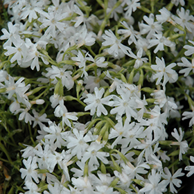 Snowflake Phlox #1 gallon pot
