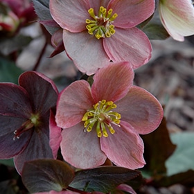 Pink Frost Hellebore #1 gallon pot